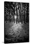 Snow Trees-Rory Garforth-Stretched Canvas