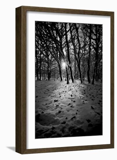 Snow Trees-Rory Garforth-Framed Photographic Print