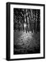 Snow Trees-Rory Garforth-Framed Photographic Print