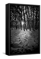 Snow Trees-Rory Garforth-Framed Stretched Canvas
