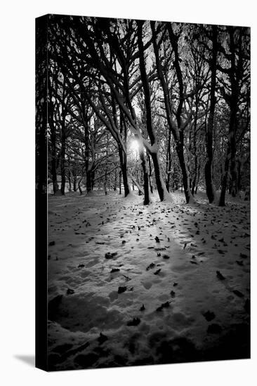 Snow Trees-Rory Garforth-Stretched Canvas