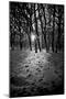 Snow Trees-Rory Garforth-Mounted Premium Photographic Print