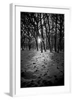 Snow Trees-Rory Garforth-Framed Photographic Print