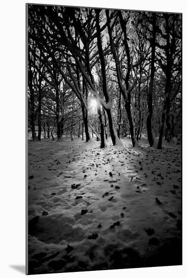 Snow Trees-Rory Garforth-Mounted Photographic Print