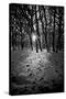 Snow Trees-Rory Garforth-Stretched Canvas