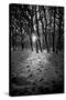 Snow Trees-Rory Garforth-Stretched Canvas