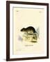 Snow Vole-null-Framed Giclee Print