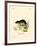 Snow Vole-null-Framed Giclee Print