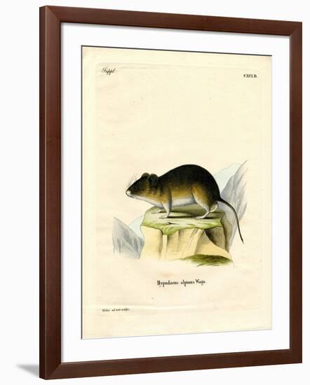 Snow Vole-null-Framed Giclee Print