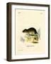 Snow Vole-null-Framed Giclee Print