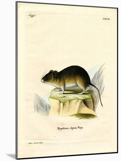 Snow Vole-null-Mounted Giclee Print