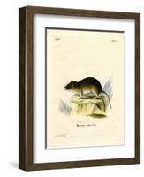 Snow Vole-null-Framed Giclee Print