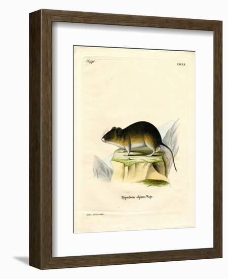 Snow Vole-null-Framed Giclee Print