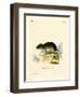 Snow Vole-null-Framed Giclee Print