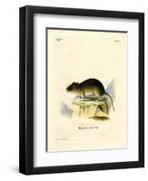 Snow Vole-null-Framed Giclee Print