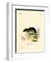 Snow Vole-null-Framed Giclee Print