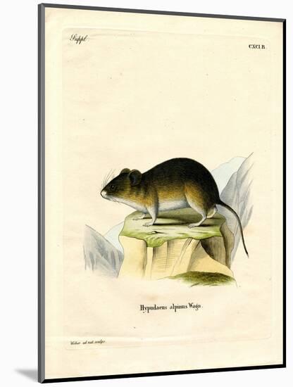 Snow Vole-null-Mounted Giclee Print