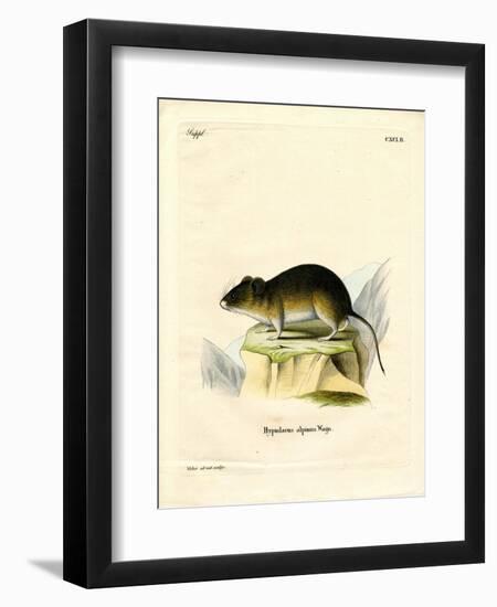 Snow Vole-null-Framed Premium Giclee Print