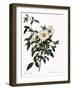 Snow White Rose-Pierre Joseph Redoute-Framed Giclee Print