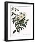 Snow White Rose-Pierre Joseph Redoute-Framed Giclee Print