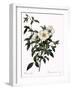 Snow White Rose-Pierre Joseph Redoute-Framed Giclee Print