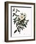 Snow White Rose-Pierre Joseph Redoute-Framed Giclee Print