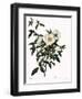 Snow White Rose-Pierre Joseph Redoute-Framed Giclee Print