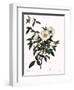 Snow White Rose-Pierre Joseph Redoute-Framed Giclee Print