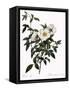 Snow White Rose-Pierre Joseph Redoute-Framed Stretched Canvas