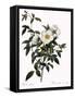 Snow White Rose-Pierre Joseph Redoute-Framed Stretched Canvas
