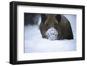 Snow, Wild Boar-Reiner Bernhardt-Framed Photographic Print