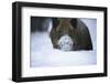 Snow, Wild Boar-Reiner Bernhardt-Framed Photographic Print