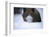 Snow, Wild Boar-Reiner Bernhardt-Framed Photographic Print
