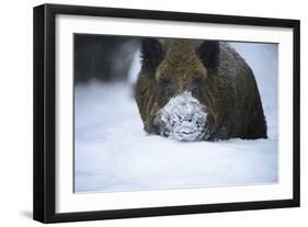 Snow, Wild Boar-Reiner Bernhardt-Framed Photographic Print