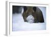 Snow, Wild Boar-Reiner Bernhardt-Framed Photographic Print