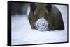 Snow, Wild Boar-Reiner Bernhardt-Framed Stretched Canvas