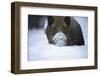 Snow, Wild Boar-Reiner Bernhardt-Framed Premium Photographic Print