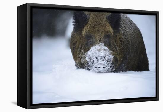 Snow, Wild Boar-Reiner Bernhardt-Framed Stretched Canvas