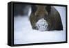 Snow, Wild Boar-Reiner Bernhardt-Framed Stretched Canvas