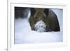 Snow, Wild Boar-Reiner Bernhardt-Framed Photographic Print