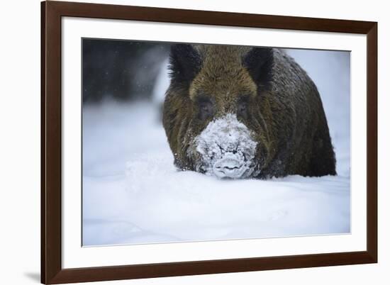 Snow, Wild Boar-Reiner Bernhardt-Framed Photographic Print