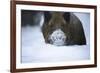 Snow, Wild Boar-Reiner Bernhardt-Framed Photographic Print