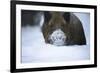 Snow, Wild Boar-Reiner Bernhardt-Framed Photographic Print