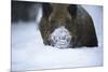 Snow, Wild Boar-Reiner Bernhardt-Mounted Photographic Print