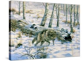 Snow Wolf-Bill Makinson-Stretched Canvas