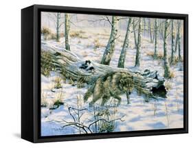 Snow Wolf-Bill Makinson-Framed Stretched Canvas