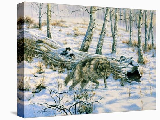 Snow Wolf-Bill Makinson-Stretched Canvas