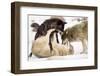 Snow, Wolves, Canis Lupus, Power Struggle Nature, Animals-Ronald Wittek-Framed Premium Photographic Print