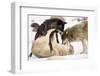 Snow, Wolves, Canis Lupus, Power Struggle Nature, Animals-Ronald Wittek-Framed Premium Photographic Print