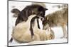 Snow, Wolves, Canis Lupus, Power Struggle Nature, Animals-Ronald Wittek-Mounted Premium Photographic Print